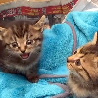 小さな2匹の捨て猫→約10年、大切に育てた結果…涙あふれる『宝物のような成長記録』に感動「すくすくと育ったね」「序盤からウルウル」