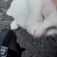 真夏に捨てられていた『耳が聴こえない白猫』→保護されると…幸せいっぱいな『現在の様子』に感動の声「ハッピーエンド」「素敵な出会い」