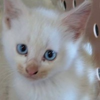 拾われたときは『とても小さかった子猫』→すくすくと成長して…半年後の『可愛すぎる光景』が150万表示「リアルカリン様」「茶色は？ｗ」