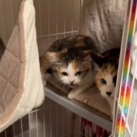 人馴れ訓練中の子猫姉妹→人間が近づいてくると…思わず笑ってしまう『可愛い反応』が68万再生「全然怖くないｗ」「ゆっくり慣れようねｗ」