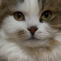 『小さな透明のケース』にネコが入った結果…思わず目を疑う『衝撃の光景』に10万いいね「カップケーキｗ」「次元を制御出来るんだな」