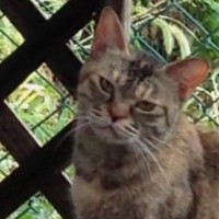 『庭先に通うようになった野良猫』を保護→半年が経つと…心温まる『変化の様子』に感動の声続出「表情が変わった」「すごい涙が出た」