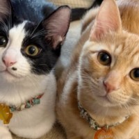 洗濯物を干していると、集まってきた兄妹猫→『シンクロする動き』が可愛すぎると１万いいね「ニヤけた」「大人しく待ってて偉い」