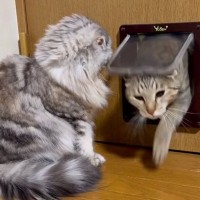 猫ドアの前で待機していた猫→『2匹の同居猫』がやって来ると…理不尽すぎる行動が183万再生「違いは何なのだｗ」「厳しいねえｗ」