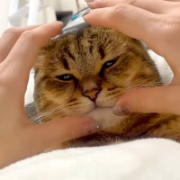 体の上でくつろぐネコ→思わず顔を両手ではさむと…嫌がるかと思いきや『想定外の反応』に反響「エンジン音が聞こえる」「無抵抗ｗ」