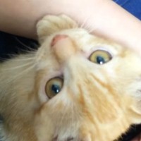 小さい頃は『ママにべったりだった茶トラ猫』→大きくなった結果…予想外の『変化』が10万再生「幸せな気持ちになった」「貫禄がすごいｗ」