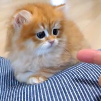 クッションの上にいる子猫を撫でた結果→人間の手にビックリしてしまい…悶絶級に尊い『リアクション』に「心奪われた」「とても愛らしい」の声