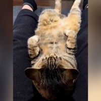飼い主の『足の間でくつろいでいた猫』→起き上がろうとした結果…『まさかの行動』に爆笑の声「腹筋鍛えてるにゃｗ」「応援しちゃったｗ」
