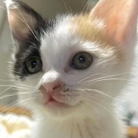 パヤパヤとしていた『ちいさな三毛猫』→成長した結果…劇的な『ビフォーアフター』に「愛情を溜め込んだね」「すーっごく綺麗」と反響