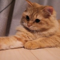 猫が『扉の下から手を入れてくる』理由3つ　無視してもいいの？対処法まで解説