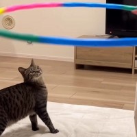 仲良しな女の子が『フラフープ』を回し始めたら、猫は…ほっこりする瞬間が46万再生「前世で友達だったでしょｗ」「なんて平和なんだ」