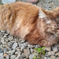 置き去りにされて『ガリガリに痩せていた猫』を保護したら…現在の『幸せいっぱいな表情』に「泣けた」「助けてくれてありがとう」の声