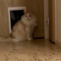 床一面に散らばるキャットフード→猫がやったのかと思いきや…笑ってしまう瞬間に３万いいね「逆に引いている？ｗ」「知りませんよって感じｗ」