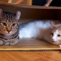 猫が『狭い場所』を好む理由4つ　落ち着く理由や快適なスペースの作り方まで