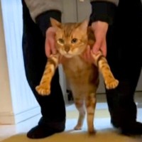 高速で『二足歩行』…？別の部屋から連れられてきたネコが→『まさかの光景』に爆笑「脳が追い付いてないｗｗ」「全然嫌がってないの可愛いｗ」