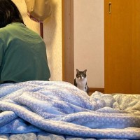 いつも寝ている部屋に『お客さん』が泊まっていたら、猫は…まさかの『リアクション』に１万いいね「めっちゃ見てるｗ」「可愛すぎｗ」