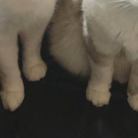 お風呂上がりに『フェイスパック』をしていたら…2匹の猫が見せた『可愛すぎるリアクション』に「誰かなって会話してそうｗ」「たまらんｗ」