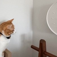 鳩が時計から出てくるのを待ち続ける猫→時間になると…想定外の『結末』に爆笑の声「涙が出たｗ」「久しぶりに声出して笑った」と１万いいね