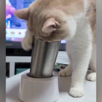 タンブラーを倒して遊ぶようになった猫→『対策』した結果…爆笑必至の『バトル』に１万いいね「ものすごい意地を感じるｗ」「絶対に倒したい猫」