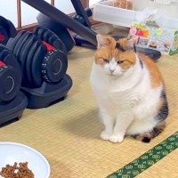 おやつが欲しくて『無言の圧』をかける三毛猫→準備しはじめると…予想を超える『態度の変化』が話題「テンションが全然違う」「癒された」