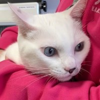 病院が怖くてママのそばから離れない猫…あまりにも可愛すぎる『小さな抵抗』が16万再生「赤ちゃんみたいで愛らしい」「頑張ったね」