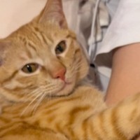 パパにぴったりと寄り添う猫→ママが『仲間に入れて』と手を伸ばしたら…まさかの反応に笑ってしまう人が続出「足でｗｗ」「入れてあげてｗ」