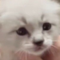 育児放棄された『白い子猫』を保護して育てた結果…全然違う見た目になった『現在の様子』が45万表示「別猫にしか見えないｗ」「魔法みたい」