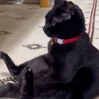 たくましい体勢で『座っている猫』を見ていると…『予想外の展開』が可愛すぎると13万表示「姿勢がいいね」「腹筋鍛えてたのかなｗ」