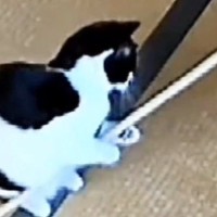 木の棒という『推し』に出会ったネコ→留守番中の様子を見ると…可愛すぎる行動に７万いいね「いいおもちゃにハマったね」「前世はソバ打ち職人？」