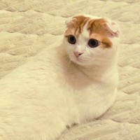 あまりにも『難解な体勢』でくつろいでいた猫→角度を変えて撮影するも…まさかの光景が160万表示「新種の生き物みたいｗ」「何が何やらｗ」