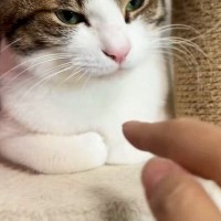 くつろいでいた猫→指を『スポッ』と突っ込んでみたら…可愛すぎるリアクションに「何回も見てしまったｗ」「ボタンかなｗ」と20万表示