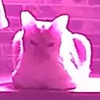 留守番中の猫たちを見ようと、『見守りカメラ』を確認したら…普段とは違う『衝撃の光景』に「大人の猫カフェｗ」「最高すぎるｗ」と４万いいね