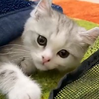 ママのとなりで『ゴロゴロ』と喉を鳴らしながら寝ていた子猫が…尊すぎる瞬間が18万再生「凄いエンジン搭載してる」「ひゃ〜〜可愛い」