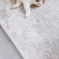 帰宅した『猫の飼い主さん』→ホットカーペットの上を見たら…234万再生された『予想外の可愛すぎる瞬間』に「大渋滞ｗ」「爆笑したｗ」