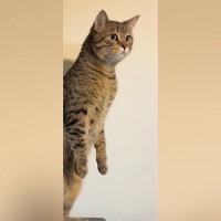 突然『ぬーーーーっと立ち上がった』かと思ったら…ネコが見せた『まさかの行動』が100万再生「胴が長い人みたいｗ」「猫の恩返しだｗ」