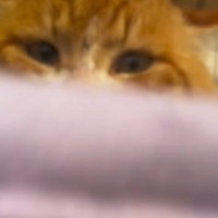 大きな顔がチャームポイントの保護猫→正面から見ると…おにぎりのような『可愛すぎるフォルム』に「想像以上で凄い」「たまらんっっ」の声