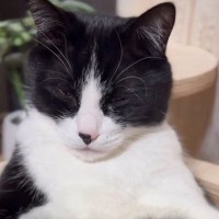 キャットタワーの上でくつろぐ猫を見たら…まさかの『貫禄ありすぎる光景』に笑ってしまう人が続出「なんという格好ｗ」「可愛すぎてたまらん」