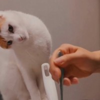 猫が初めて見る『ケーキ作り』に……可愛すぎる『リアクション』が46万再生「すんごい傾げてるｗ」「最後に笑った」と笑顔になる人が続出