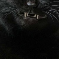 黒猫が牙をむき出しにした瞬間を捉えたら…とんでもなく悪そうな『表情』に「不動明王さまだｗ」「かっこいいー」「めっちゃ好き」と反響