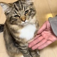 ママには『お手をしてくれる子猫』→パパが挑戦すると…想像を超える『塩対応』が178万再生「目に光がないｗ」「ほんっとうに嫌そうｗｗ」