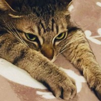 ホットカーペットの上で『くつろぐ猫』を見たら…完全に脱力している『微笑ましい瞬間』に１万いいね「ペショｗ」「本当に愛らしい」