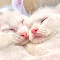 とっても小さかった『双子の白猫』が成長した結果…赤ちゃん時代からおとなになるまでの軌跡に１万いいね「あまりにも可愛い」「キュンときた」