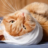 飼い猫の頭蓋骨を削って「豆粒大の腫瘍」を取り出す難しい手術が、無事成功　英国