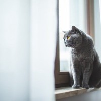 「猫を1日放置した飼い主からは罰金を徴収」スウェーデンで、新たな規制が始まる