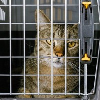 「高齢で病気になり、これ以上飼えない」悲しい手紙とともにペットショップ前に捨てられた猫　　中国