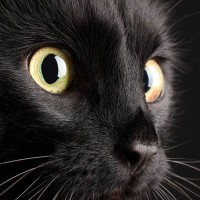 お手柄ニャン！　「アニメ猫」と「実物の猫」が犯人逮捕に協力　米国