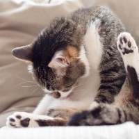 猫が『なでられた場所をすぐに舐める』理由5つ　嫌がっているの？誤解されがちな行動の意味とは