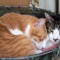 猫たちが集まって『猫団子』を作る理由3つ　居心地は悪くないの？固まって過ごす意味とは