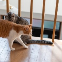 猫を多頭飼いするなら『適正な頭数』は何匹？無理なく暮らすために考えるべき5つのポイント