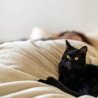 猫が飼い主の『布団を横取りする』理由5つ　気を付けたいポイントや上手な対処法も